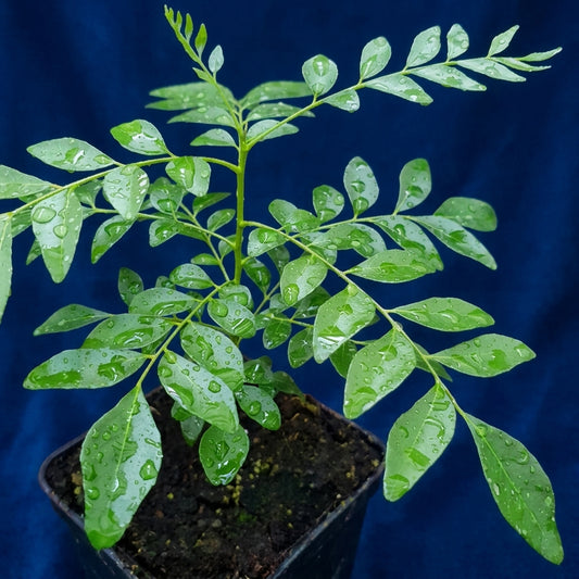 Curry Leaves Plant
