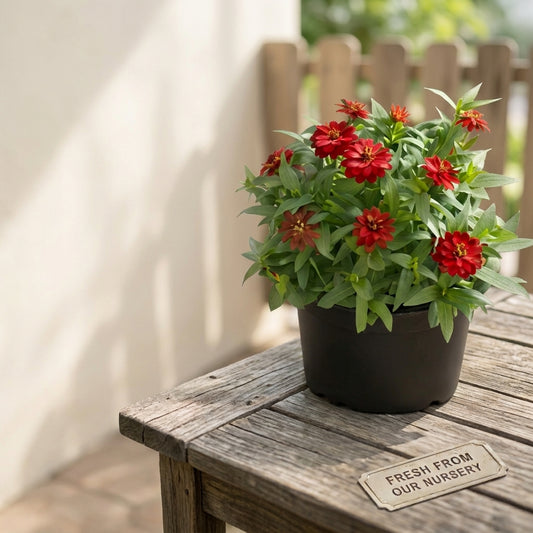 Zinnia Flowers